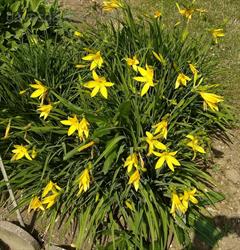 سوسن یکروزه زرد